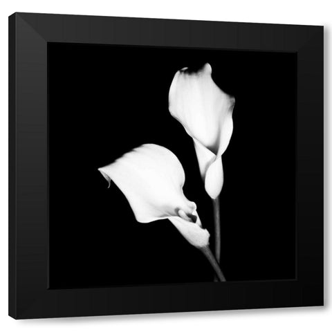Calla Portrait I Black Modern Wood Framed Art Print by Maihara, Jeff