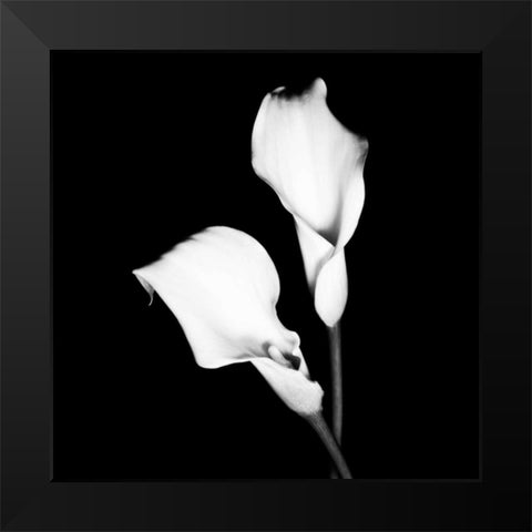 Calla Portrait I Black Modern Wood Framed Art Print by Maihara, Jeff