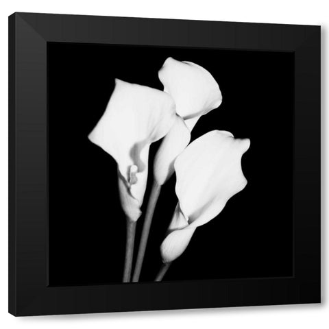 Calla Portrait II Black Modern Wood Framed Art Print with Double Matting by Maihara, Jeff