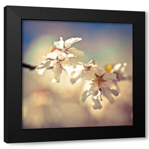 Soft Bloom I Black Modern Wood Framed Art Print with Double Matting by Frank, Assaf