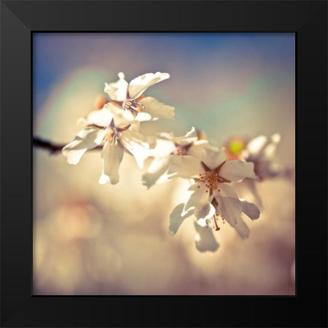 Soft Bloom I Black Modern Wood Framed Art Print by Frank, Assaf