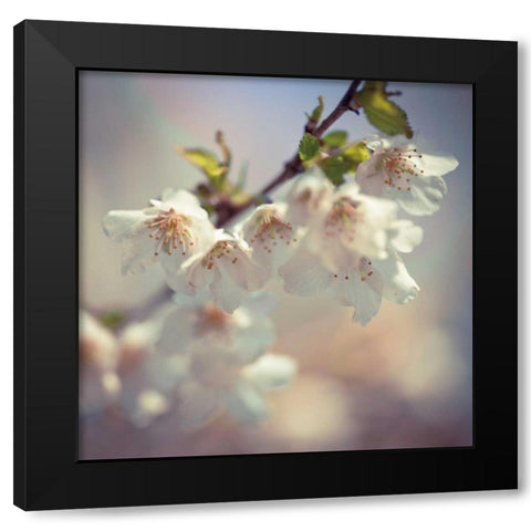 Soft bloom II Black Modern Wood Framed Art Print with Double Matting by Frank, Assaf