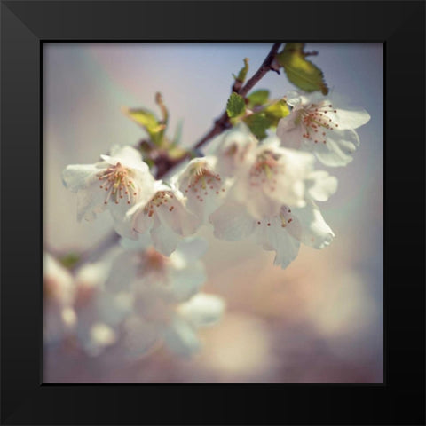 Soft bloom II Black Modern Wood Framed Art Print by Frank, Assaf