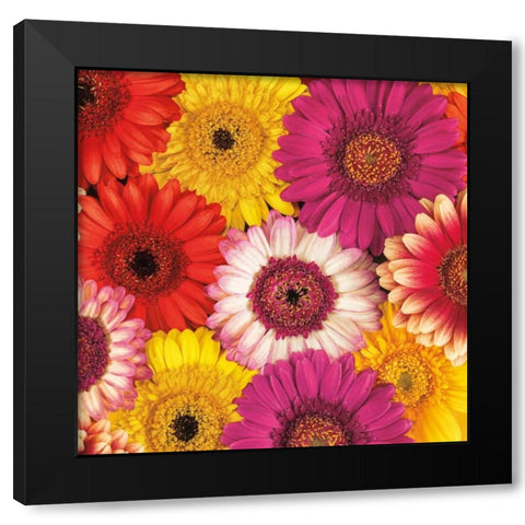 Splash of Color I Black Modern Wood Framed Art Print by Frank, Assaf