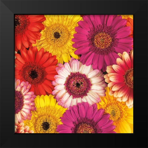 Splash of Color I Black Modern Wood Framed Art Print by Frank, Assaf