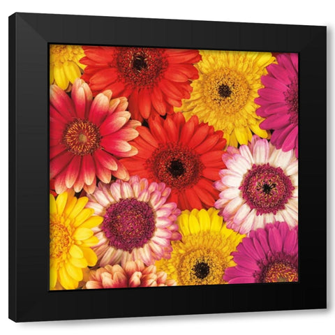 Splash of Color II Black Modern Wood Framed Art Print with Double Matting by Frank, Assaf