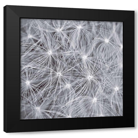Natural Designs I Black Modern Wood Framed Art Print by Frank, Assaf