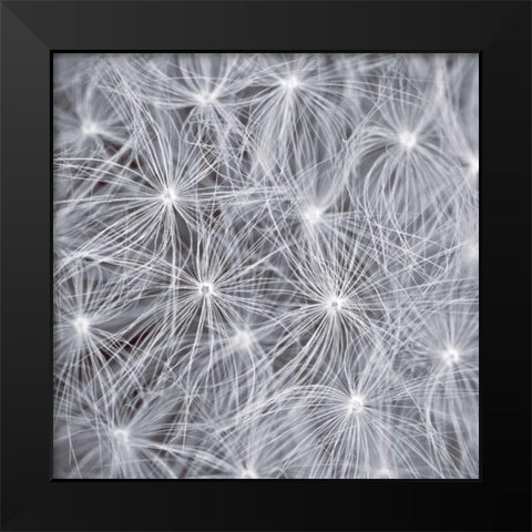 Natural Designs I Black Modern Wood Framed Art Print by Frank, Assaf