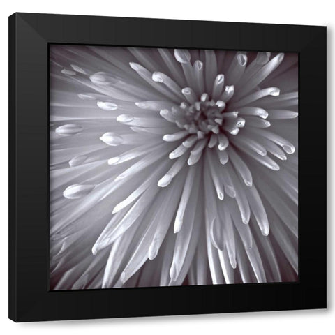 Natural Designs II Black Modern Wood Framed Art Print by Frank, Assaf