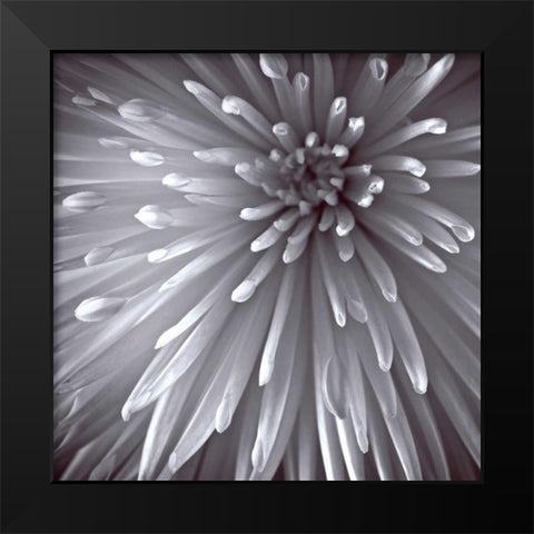 Natural Designs II Black Modern Wood Framed Art Print by Frank, Assaf
