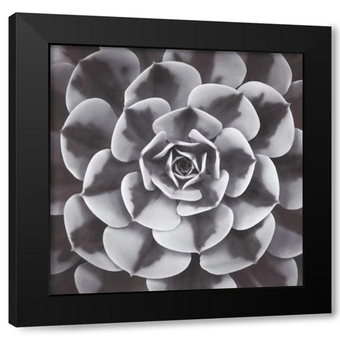 Natural Designs III Black Modern Wood Framed Art Print by Frank, Assaf