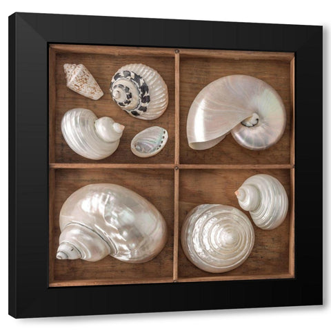Seashells Treasures I Black Modern Wood Framed Art Print with Double Matting by Frank, Assaf