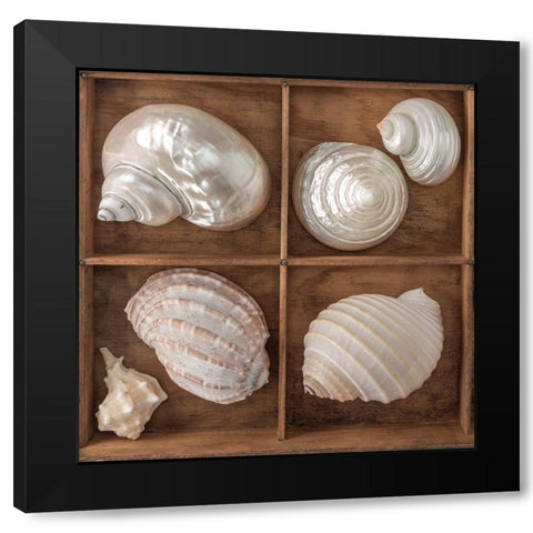 Seashells Treasures II Black Modern Wood Framed Art Print by Frank, Assaf