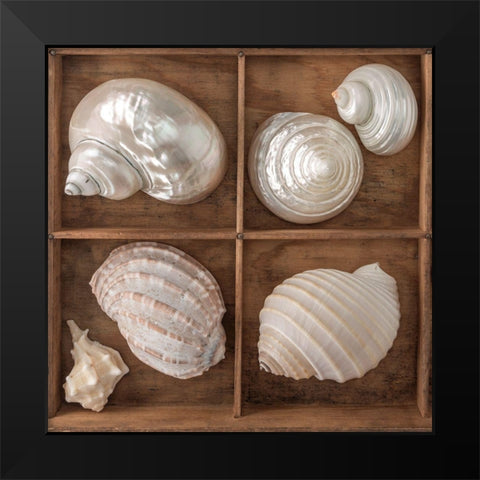 Seashells Treasures II Black Modern Wood Framed Art Print by Frank, Assaf