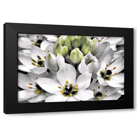 Blooming Stars Black Modern Wood Framed Art Print by Frates, Dennis
