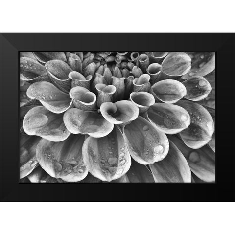 Silver Dahlia Black Modern Wood Framed Art Print by Frates, Dennis