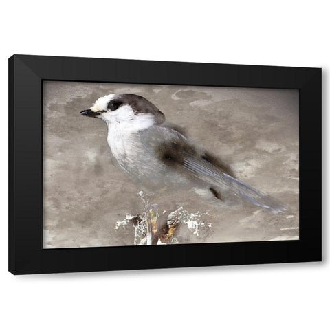 Grey Jay I Black Modern Wood Framed Art Print with Double Matting by Fontaine, Stephane