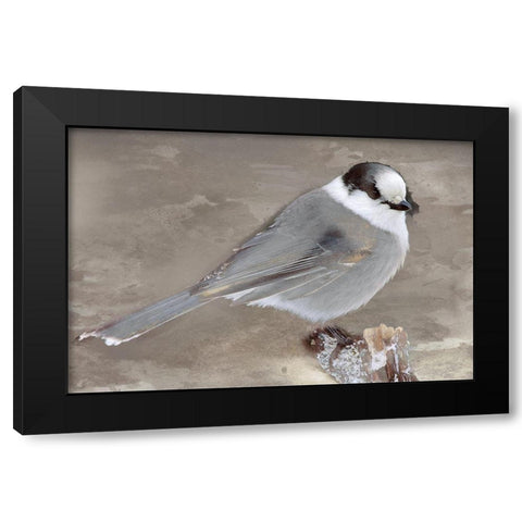 Grey Jay II Black Modern Wood Framed Art Print with Double Matting by Fontaine, Stephane