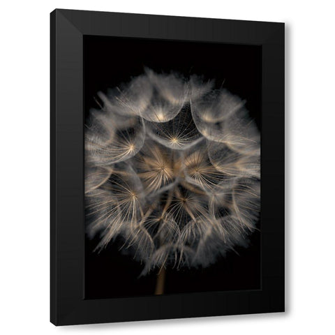 Fragile Beauty Black Modern Wood Framed Art Print by Frank, Assaf