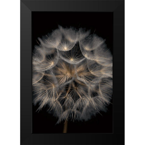 Fragile Beauty Black Modern Wood Framed Art Print by Frank, Assaf