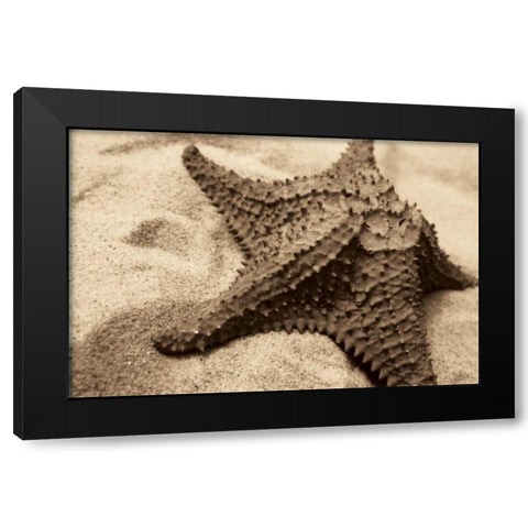 Starfish Black Modern Wood Framed Art Print with Double Matting by Schick, Cyndi