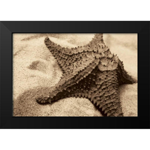Starfish Black Modern Wood Framed Art Print by Schick, Cyndi