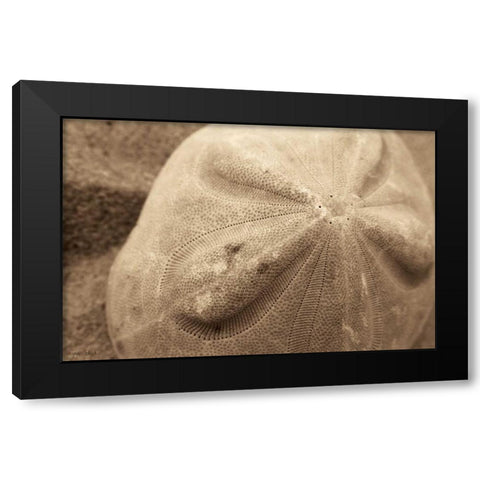 Sand Dollar Black Modern Wood Framed Art Print by Schick, Cyndi