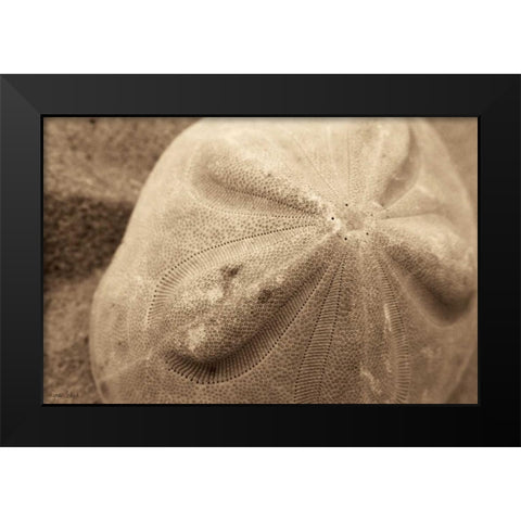 Sand Dollar Black Modern Wood Framed Art Print by Schick, Cyndi