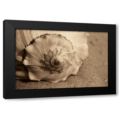 Conch Black Modern Wood Framed Art Print with Double Matting by Schick, Cyndi