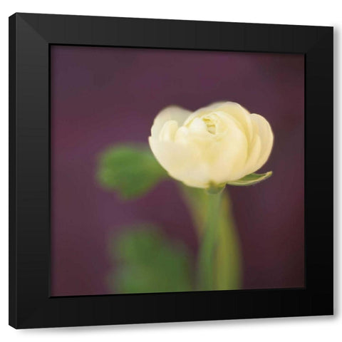 Ivory on Aubergine Black Modern Wood Framed Art Print by Butler, Jane-Ann