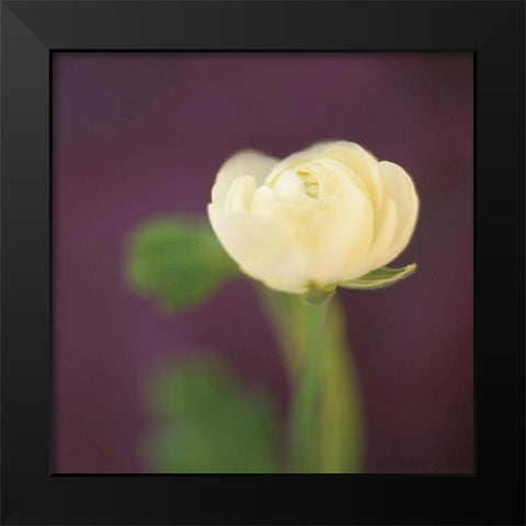 Ivory on Aubergine Black Modern Wood Framed Art Print by Butler, Jane-Ann