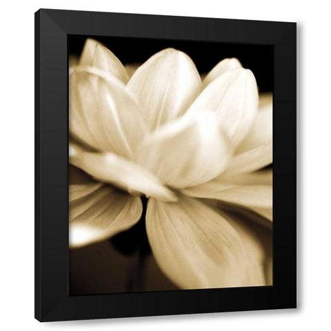 Radiance II Black Modern Wood Framed Art Print by Ryan, Cinzia