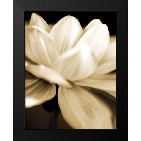 Radiance II Black Modern Wood Framed Art Print by Ryan, Cinzia