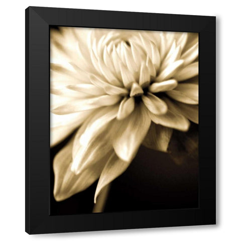Radiance IV Black Modern Wood Framed Art Print by Ryan, Cinzia