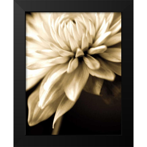 Radiance IV Black Modern Wood Framed Art Print by Ryan, Cinzia