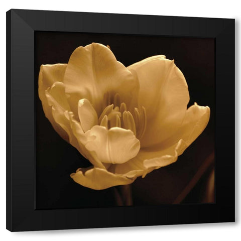 Timeless Grace IV Black Modern Wood Framed Art Print with Double Matting by Britt, Charles