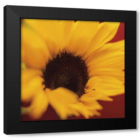 Sunflower on Red Black Modern Wood Framed Art Print by Butler, Jane-Ann