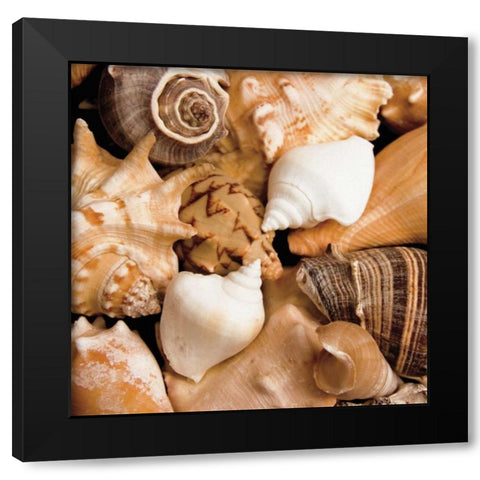 Beachside Shells Black Modern Wood Framed Art Print with Double Matting by Maihara/Watt, Jeff/Boyce