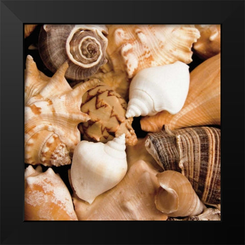 Beachside Shells Black Modern Wood Framed Art Print by Maihara/Watt, Jeff/Boyce