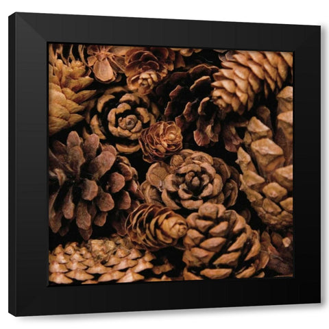 Cone Harvest Black Modern Wood Framed Art Print by Maihara/Watt, Jeff/Boyce