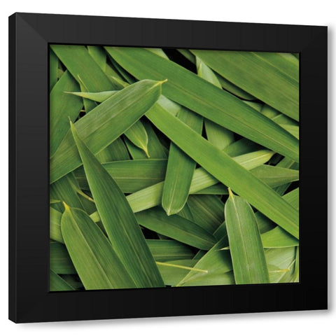 Scattered Leaves Black Modern Wood Framed Art Print with Double Matting by Maihara/Watt, Jeff/Boyce