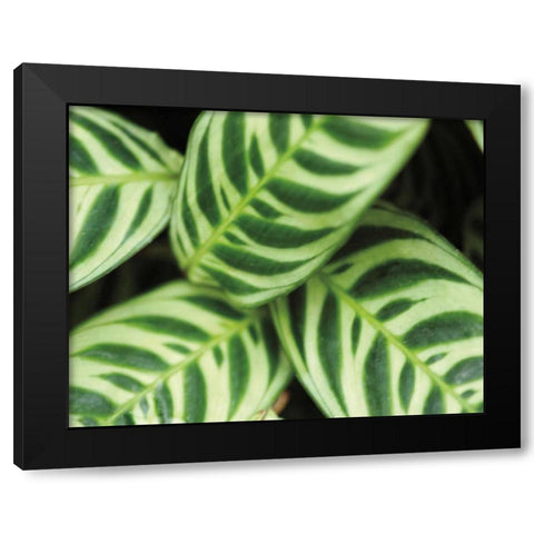 Springtime I Black Modern Wood Framed Art Print by Ryan, Cinzia