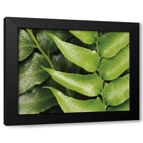 Springtime III Black Modern Wood Framed Art Print with Double Matting by Ryan, Cinzia