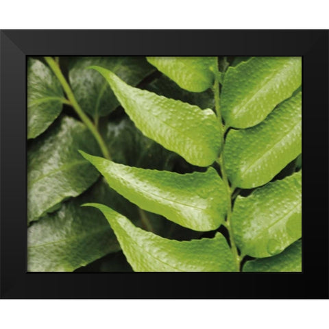 Springtime III Black Modern Wood Framed Art Print by Ryan, Cinzia