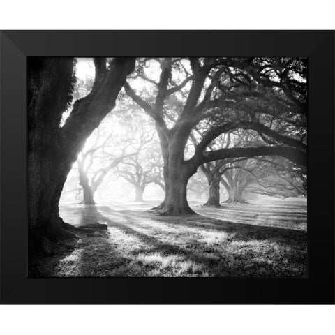 Oak Alley, Light and Shadows Black Modern Wood Framed Art Print by Guion, William