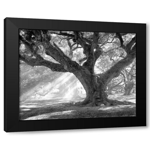 Andrew Oak - Afternoon Light Black Modern Wood Framed Art Print with Double Matting by Guion, William