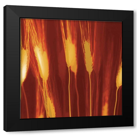 Harvest Black Modern Wood Framed Art Print by Jantzer, Ethan