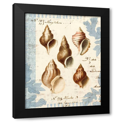 Seashell Collection II Black Modern Wood Framed Art Print with Double Matting by Berg, Sabine