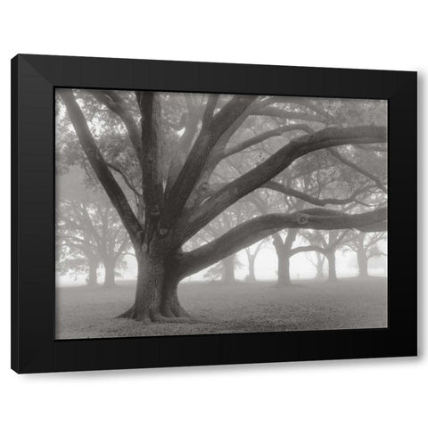 Oak Grove in Fog Black Modern Wood Framed Art Print by Guion, William