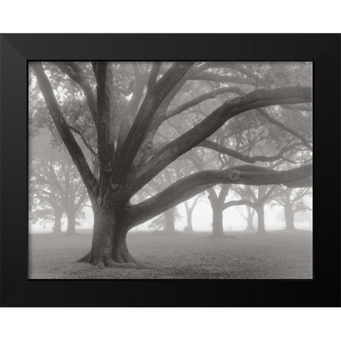 Oak Grove in Fog Black Modern Wood Framed Art Print by Guion, William